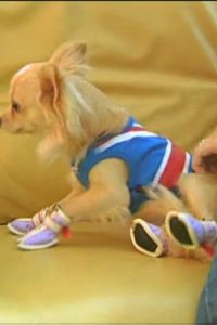 Dog Whisperer with Cesar Millan – S01E12 – Hank and Paris