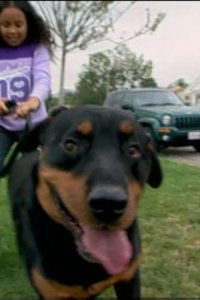 Dog Whisperer with Cesar Millan – S01E14 – Jake and King