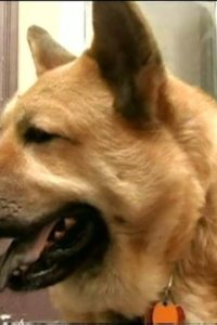 Dog Whisperer with Cesar Millan – S01E16 – J and Alice