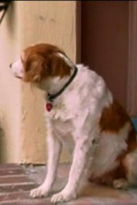 Dog Whisperer with Cesar Millan – S01E20 – Goldie and Pepsi