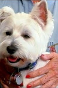 Dog Whisperer with Cesar Millan – S01E22 – Percy and Justice