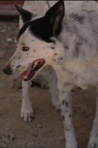 Dog Whisperer with Cesar Millan – S01E26 – Boyfriend and Alfie