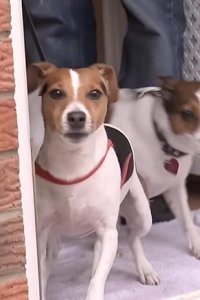 Dog Whisperer with Cesar Millan – S09E01 – Horrible Hounds of the UK