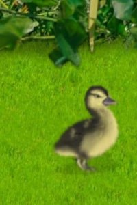 Little Einsteins – S01E22 – Duck, Duck, June