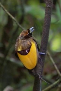 Planet Earth – S01E08 – Jungles