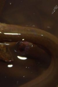 Bizarre Foods with Andrew Zimmern – S01E12 – Vietnam