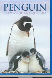 Penguin Baywatch – Sub-Antarctic Islands