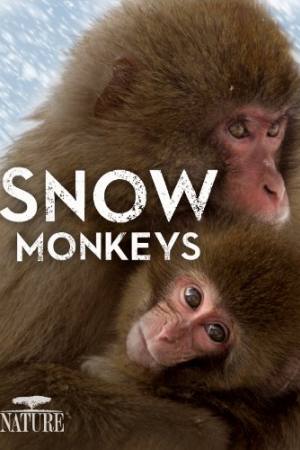 Snow Monkeys