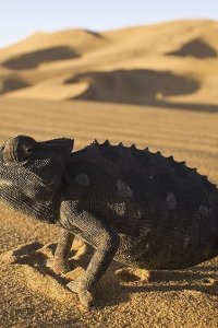 Life – S2009E02 – Reptiles and Amphibians