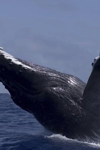 Life – S2009E03 – Mammals