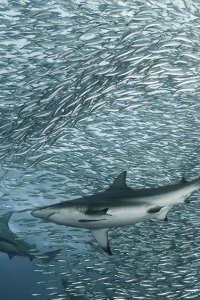 Life – S2009E04 – Fish