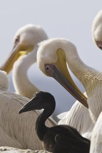 Life – S2009E05 – Birds