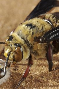 Life – S2009E06 – Insects
