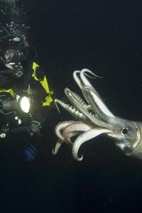 Life – S2009E08 – Creatures of the Deep