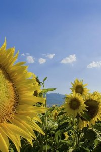 Life – S2009E09 – Plants