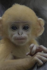 Life – S2009E10 – Primates