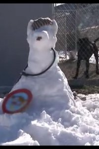 Pit Bulls and Parolees – S01E03 – Whiteout