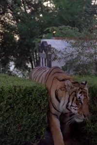 Matt Houston – S01E12 – The Purrfect Crime