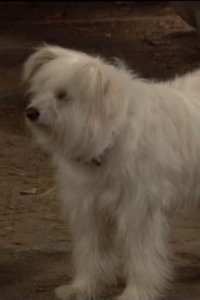 Married… with Children – S05E14 – Look Who’s Barking