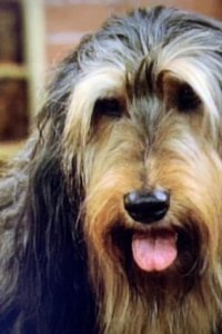 Married… with Children – S06E06 – Buck Has a Belly Ache
