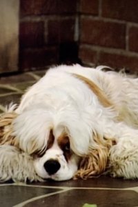 Married… with Children – S10E22 – Al Goes to the Dogs