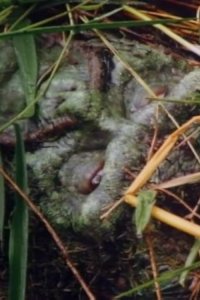 Swamp Thing – S01E07 – Grotesquery