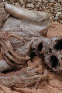 The X-Files – S02E25 – Anasazi