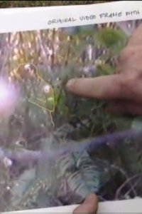 Ancient Mysteries – S01E01 – Bigfoot