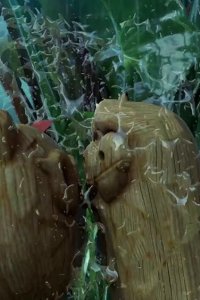 Larva Island – S01E02 – Mango 2