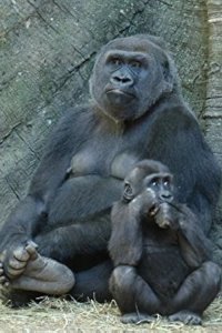 The Zoo Season 1 Episode 1