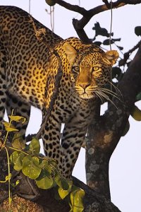 Kingdom Season 1 Episode 2