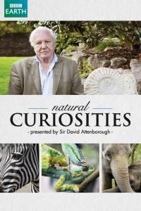 Natural Curiosities