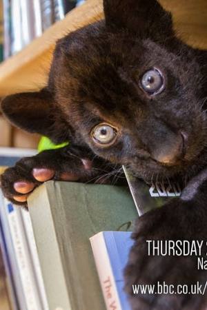 Big Cats About the House