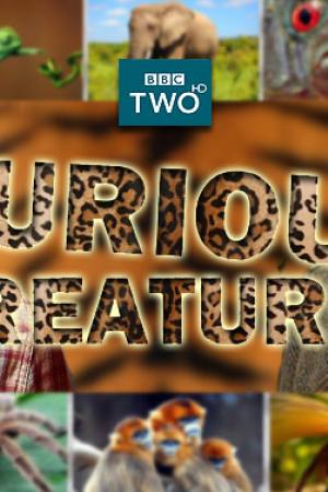 Curious Creatures