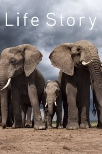 Life Story