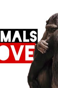 Animals in Love