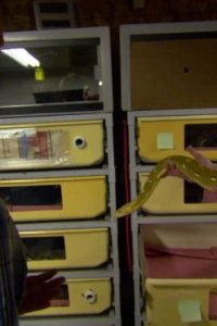 Superhumans – S01E07 – Rubber Band Man