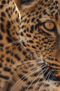 Mammals – S01E01 – Dark