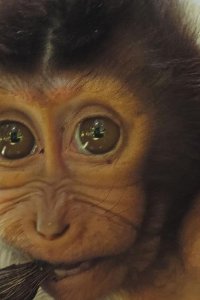 Mammals – S01E02 – The New Wild