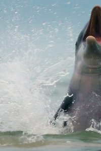 Mammals – S01E03 – Water