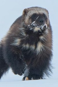 Mammals – S01E04 – Cold