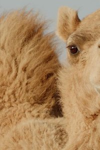 Mammals – S01E05 – Heat