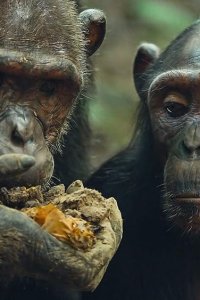 Mammals – S01E06 – Forest