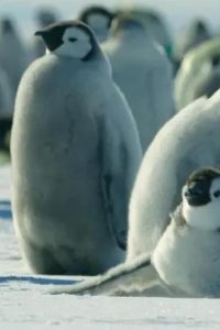 Secrets of the Penguins – S01E01 – Heart of the Emperors