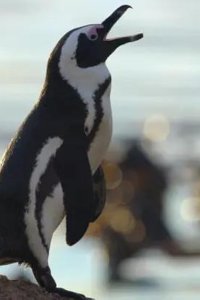 Secrets of the Penguins – S01E02 – Survival of the Smartest