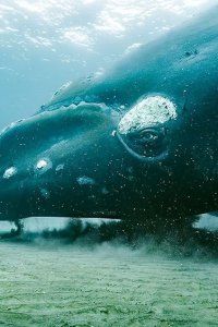Planet Earth III – S2023E01 – Coasts
