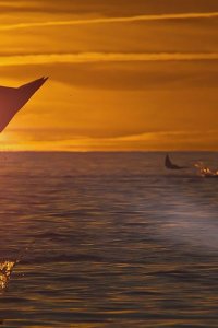 Planet Earth III – S2023E02 – Ocean