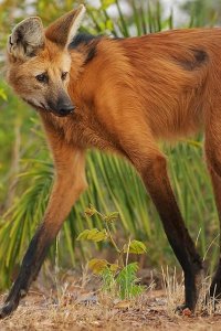 Planet Earth III – S2023E03 – Deserts And Grasslands