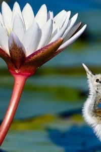 Planet Earth III – S2023E04 – Freshwater