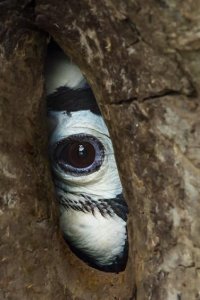 Planet Earth III – S2023E05 – Forests
